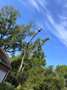 tree services 11